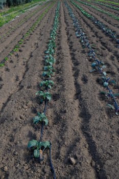 Fresh green vegetable plants grow in orderly rows, nourished by a drip irrigation system in a sunny field.