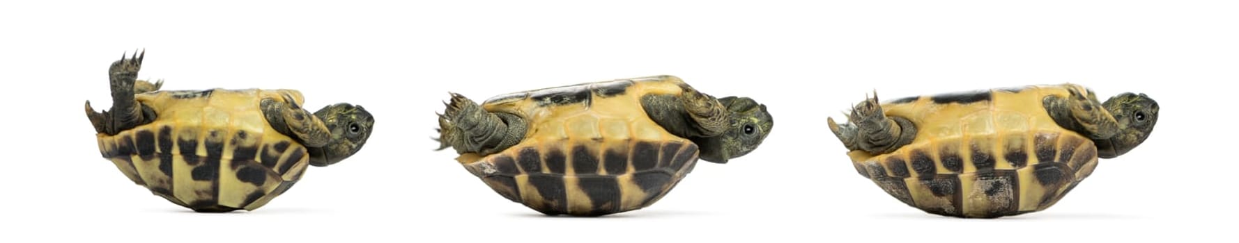 Side view of three baby Hermann's tortoise lying on their back, Testudo hermanni, isolated on white
