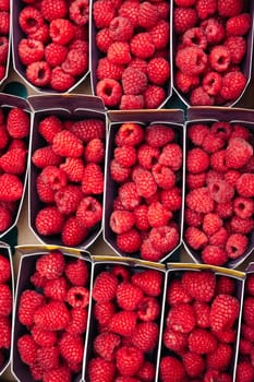 Fresh ripe raspberries in cardboard containers at a farmers market. Juicy red berries. Ideal for food photography, organic produce, healthy eating visuals, and summer fruit promotions