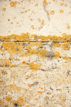 A textured stone surface with yellow and orange lichen formations. The natural patterns and earthy tones create a unique organic background, perfect for nature, ecology, and texture-based designs