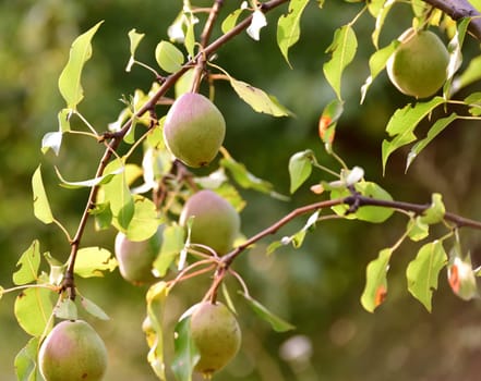 Green pears on branches of pear tree in the garden