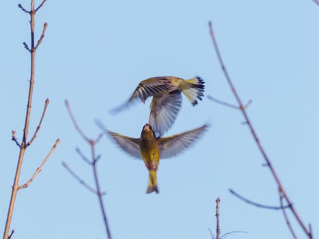 Two flying birds of European greenfinch or Chloris chloris on blue sky background. Fight of two males of European greenfinch or Chloris chloris common greenfinch songbird in air. Birdwatching concept