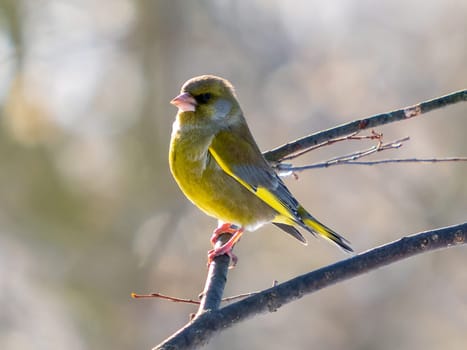 Portrait of European greenfinch or Chloris chloris bird sitting on tree branch. European greenfinch or Chloris chloris common greenfinch songbird. Birdwatching concept