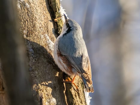 Close-up portrait of Nuthatch perched or Sitta europaea on tree trunk in winter park