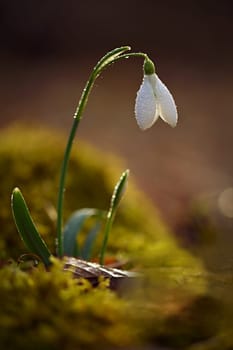 Spring background. Beautiful first spring flowers for the beginning of spring time and season. Concept for nature and environment