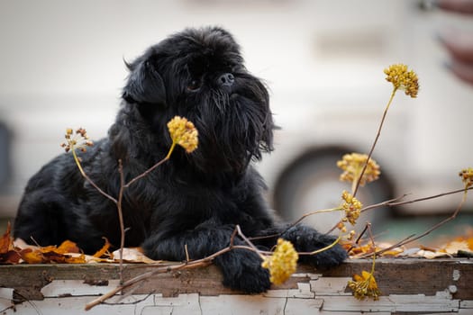 Belgian Griffon, a black, small, mysterious, mysterious dog, lying on an old platform, next to a yellow dry plant, outdoors in a park