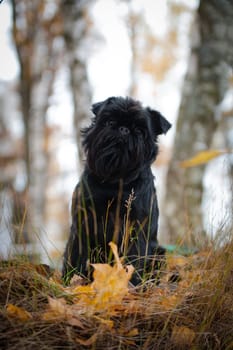 Black small wire-haired mysterious dog of the Belgian Griffon breed sits on a hill covered with yellow leaves and grass, outdoors in the forest against the background of nature in blur in autumn