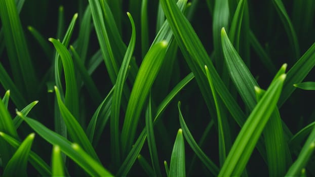 Green juicy grass, Close-up. High quality photo