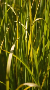 In autumn the grass begins to turn yellow. Close-up. High quality photo
