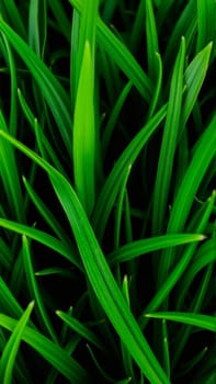Green juicy grass, Close-up. High quality photo