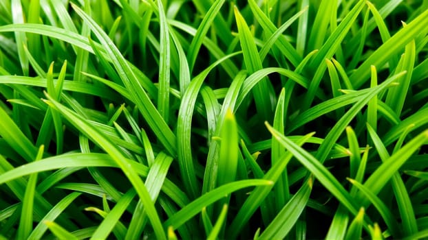 Green juicy grass, Close-up. High quality photo