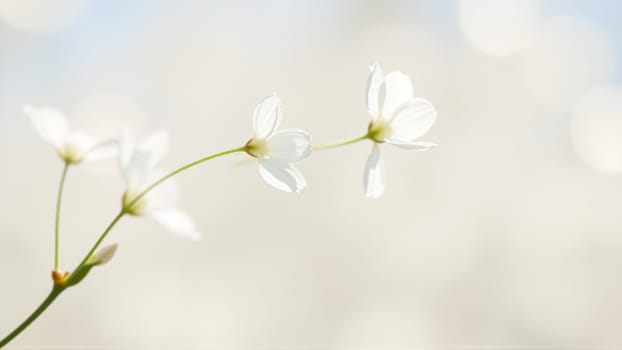 Delicate spring flowers in backlit sunlight, blurred background. High quality photo
