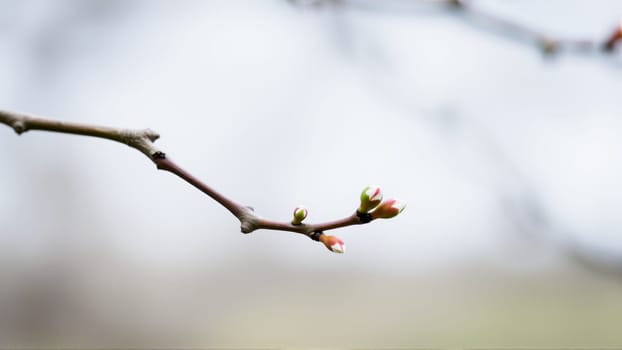 Buds on a tree in spring, blurred background. High quality photo