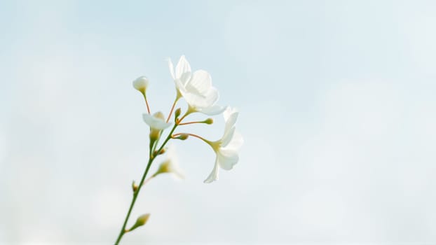 Delicate spring flowers in backlit sunlight, blurred background. High quality photo