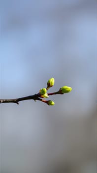 Buds on a tree in spring, blurred background. High quality photo