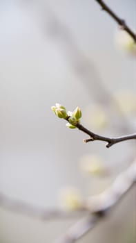 Buds on a tree in spring, blurred background. High quality photo