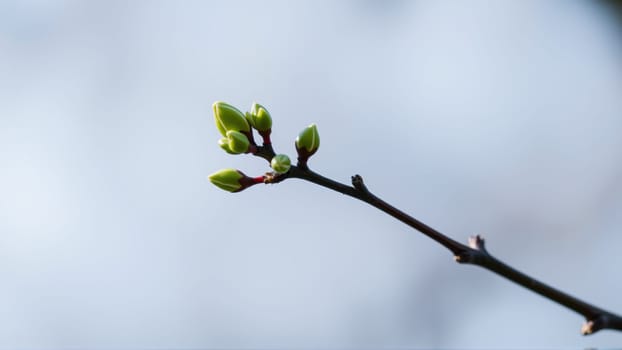 Buds on a tree in spring, blurred background. High quality photo