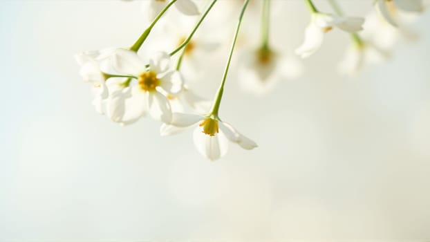 Delicate spring flowers in backlit sunlight, blurred background. High quality photo