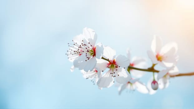 Flowers on an apple tree in spring. High quality photo