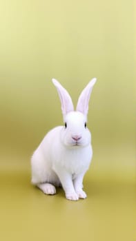 Cute white bunny on isolated olive background colors. High quality photo