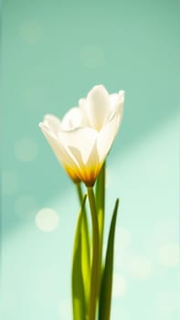 Delicate spring flowers in backlit sunlight, blurred background. High quality photo