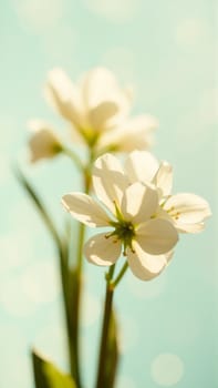 Delicate spring flowers in backlit sunlight, blurred background. High quality photo