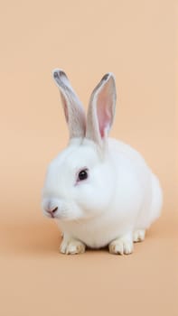 Cute white bunny on isolated peach background colors. High quality photo