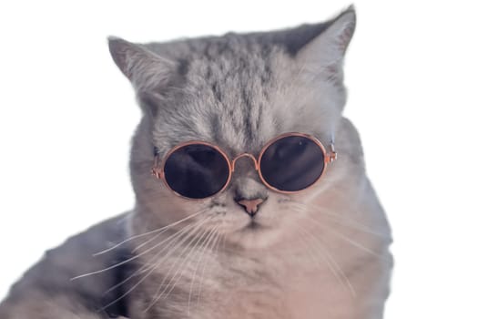 gray cat in sunglasses on isolated transparent background, summer and vacation concept, Cute portrait Pet in glasses,