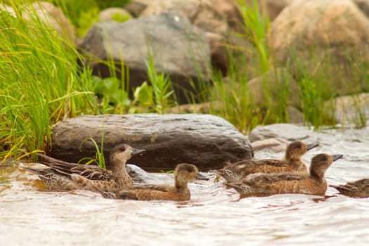 mother duck swims with ducklings along a river with rocky banks, love and care