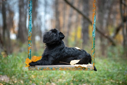 The black small wire-haired mysterious dog of the Belgian Griffon breed lies on an old swing with peeling paint, and looks up in the autumn outdoors in the park, next to an autumn maple leaf
