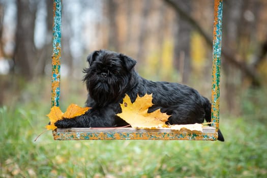 A black small wire-haired mysterious dog of the Belgian Griffon breed lies on an old swing with peeling paint, in the autumn outdoors in a park, next to an autumn maple leaf