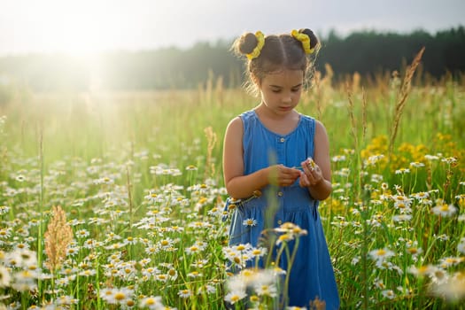One little girl picking a daisies in a field, on a sunny day