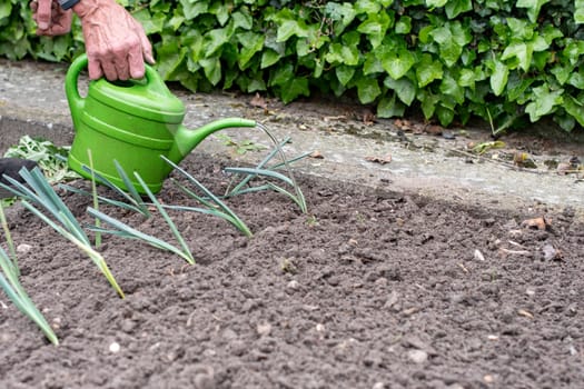 male gardener bends over to water leek seedlings growing in rows in fertile soil using a green watering can, promoting plant growth and practicing organic gardening,