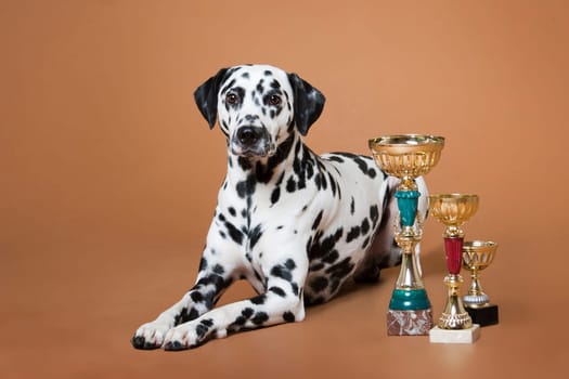 A spotted Dalmatian dog lies on a red background next to the cups.