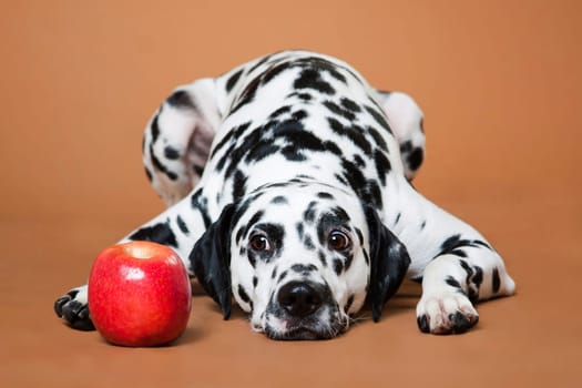 A spotted Dalmatian dog lies on a red background and looks at an apple with appetite