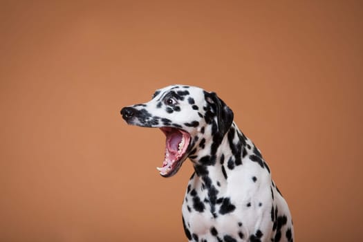 Spotted Dalmatian dog yawns widely against a red background