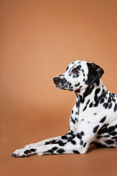 A spotty cute and beautiful Dalmatian dog lies on a red background