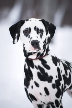 Portrait of adult spotted Dalmatian dog in winter outdoors