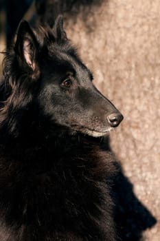 Portrait of a black fluffy big dog of breed Groenendael in profile on a background of a tree trunk