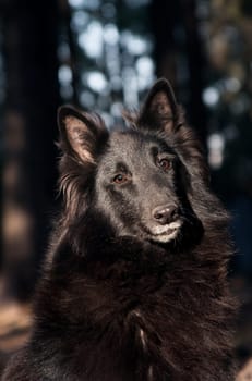 Portrait of a black fluffy big dog of breed Groenendael in the forest background