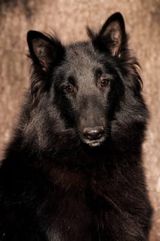 Portrait of a black fluffy big dog of breed Groenendael on the background of a tree trunk