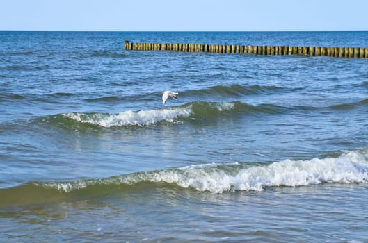 Seagull flies along the coast over waves by the sea. Groynes jut out into the Baltic Sea. Animal photo from nature