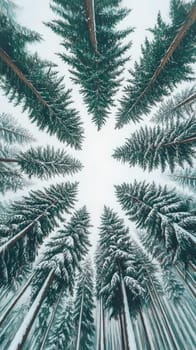 Looking up at the tops of towering evergreen trees from the forest floor, their snow-covered branches creating a canopy against the pale winter sky.
