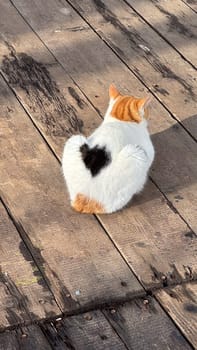 A white and orange cat with a distinct black heart-shaped marking on its back, sitting on a rustic wooden deck under soft sunlight.