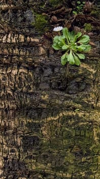 Detailed close up of textured tree trunk with rough bark and small green plant symbolizing resilience and new growth.