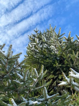 High quality photoTall evergreen trees with a light coating of snow stand under a bright blue sky with wispy white clouds
