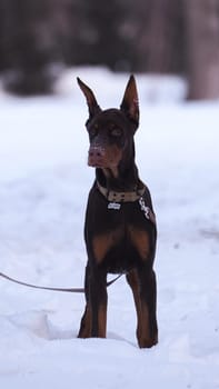 Doberman puppy in the winter forest. six month old puppy. Doberman pinned and wearing a collar.winter sunny forest