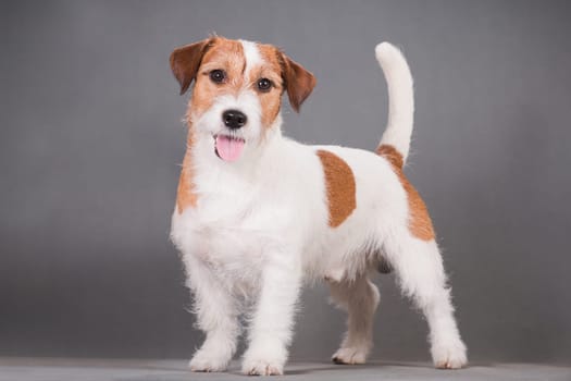 White-red-haired dog breed hard Jack Russell Terrier stands on a gray background
