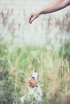 Jack Russell Terrier white and red dog is waiting for the owner to give her food