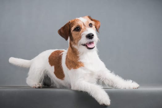 white-red dog breed hard Jack Russell Terrier lies on a gray background